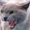 Comment éloigner les chats de mon appartement, de mon canapé et de mon lit