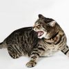 Ultrason Chat : Meilleur Repulsif chat ?