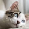 Répulsif pour urine chat : 6 astuces qui marchent