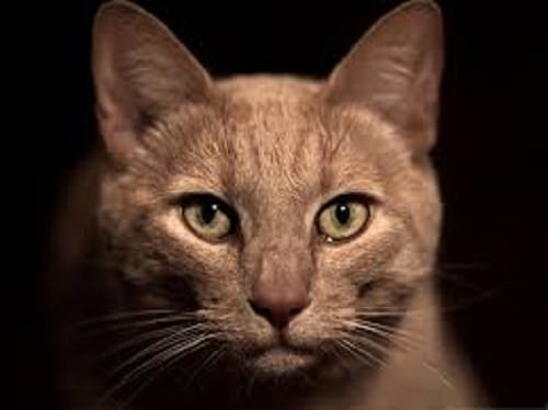 repulsif chat naturel Comment utilisé un repulsif chat pour éloigner ce chat qui fait peur?