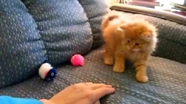 repulsif chat canapé chaton-migno