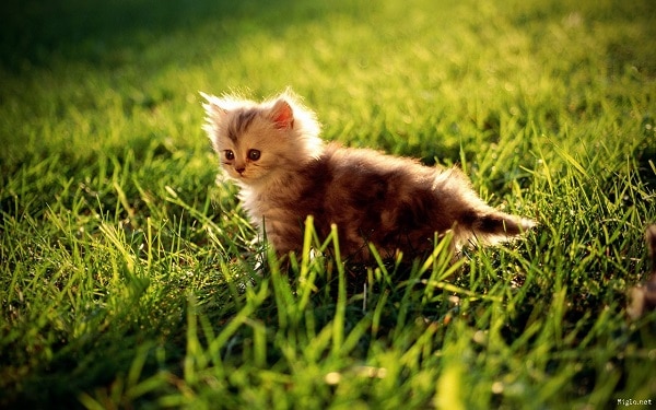 repulsif chat petit chat jardin