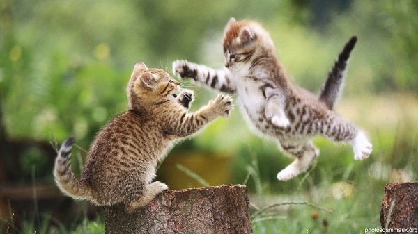 repulsif chat jardin repulsif chat jardin
